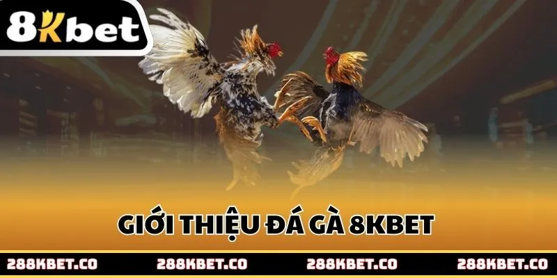 Giới thiệu đá gà 8kbet 