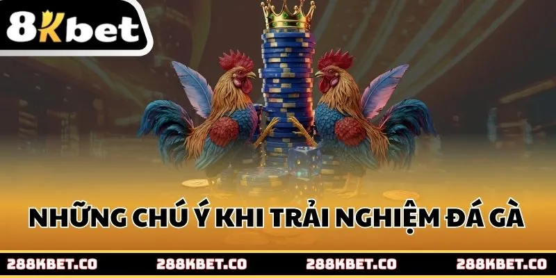 Những chú ý khi trải nghiệm đá gà 8kbet
